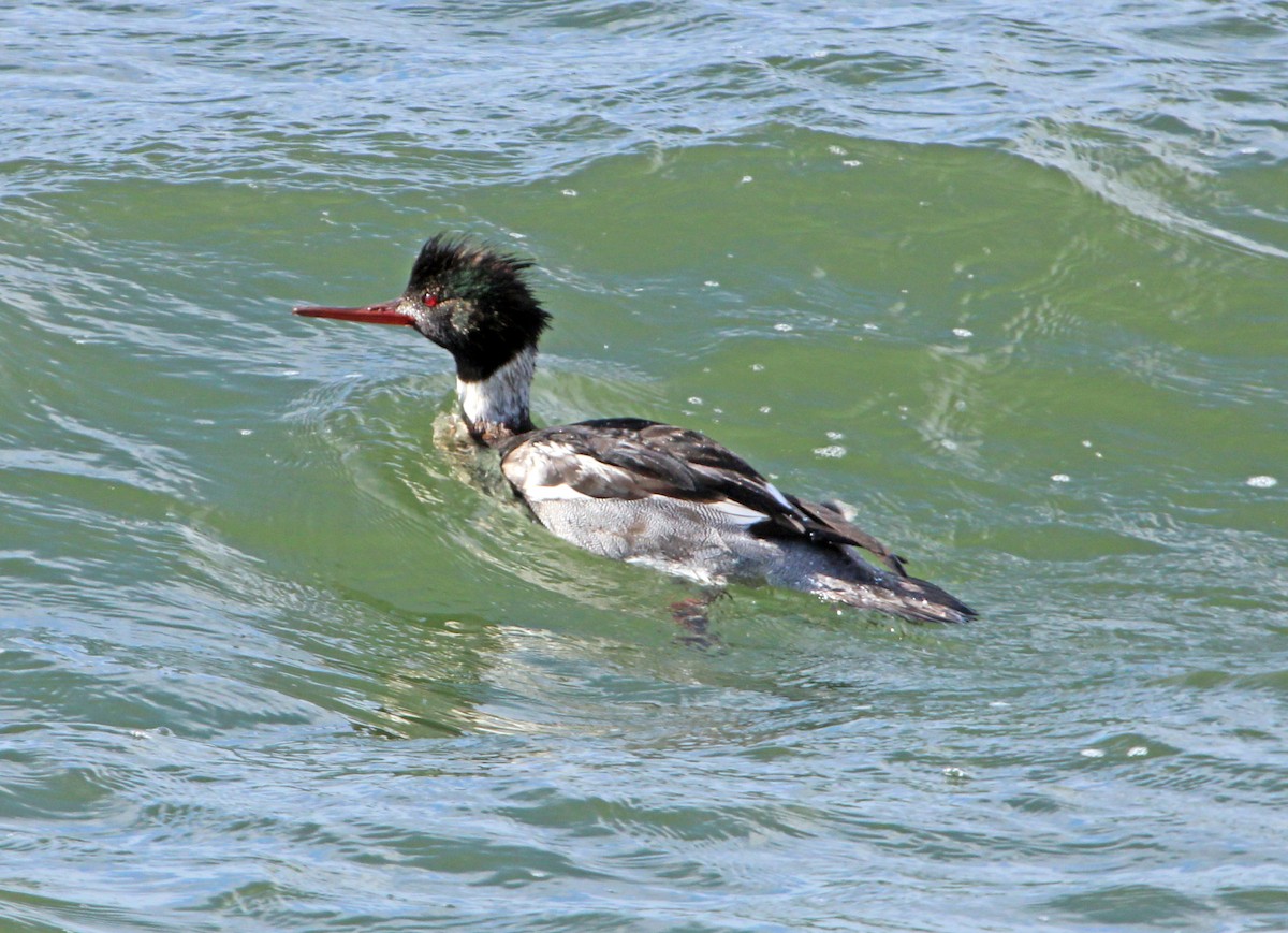 morčák prostřední - ML646723629