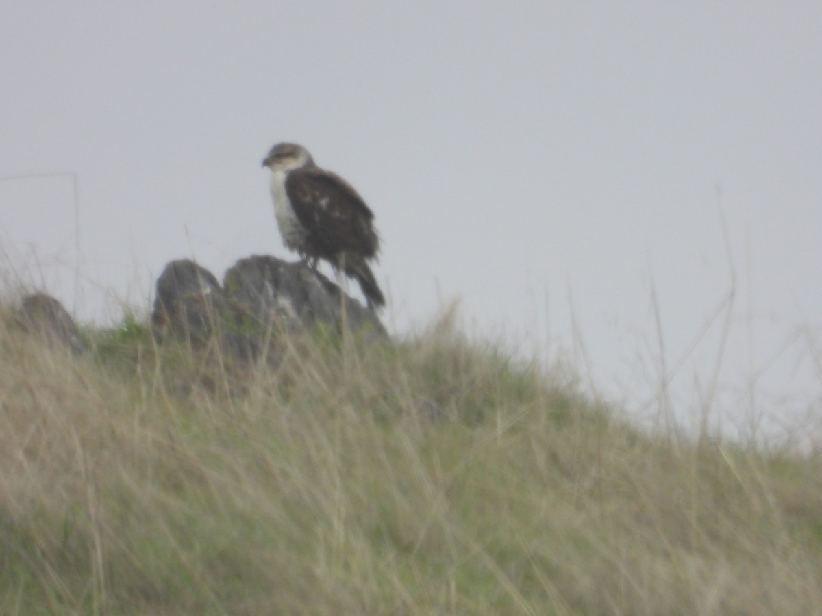 Königsbussard - ML646723630