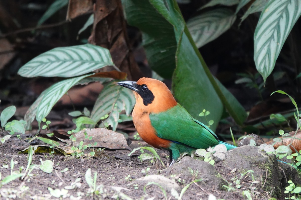 Rufous Motmot - ML646723636