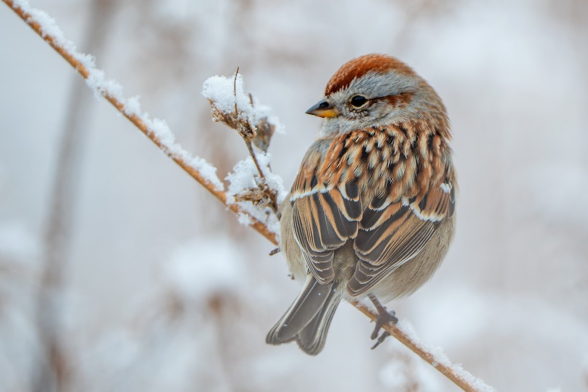 Воробьиная овсянка - ML646723642