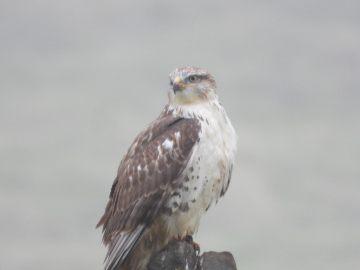 Königsbussard - ML646723644