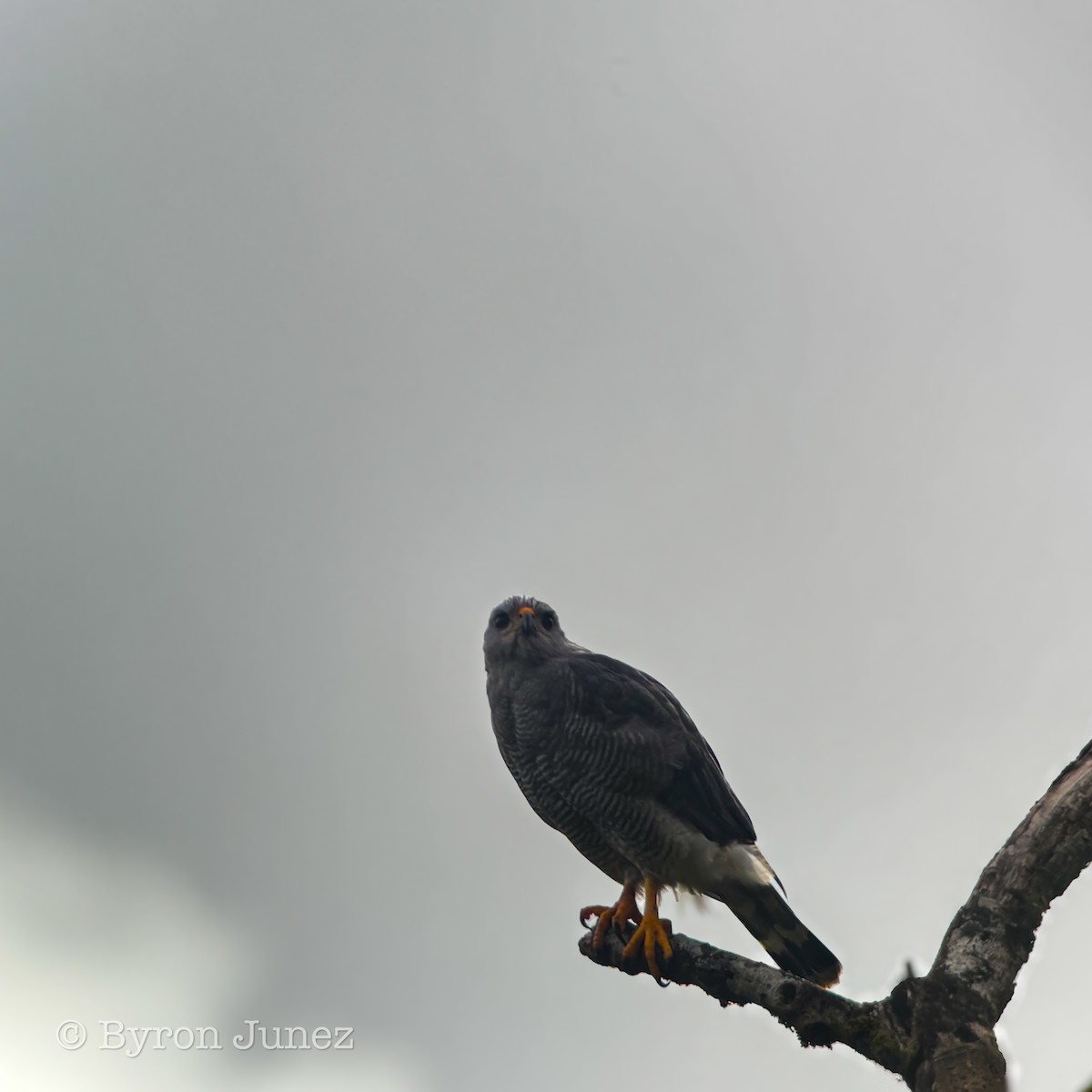 Gray Hawk - ML646723645