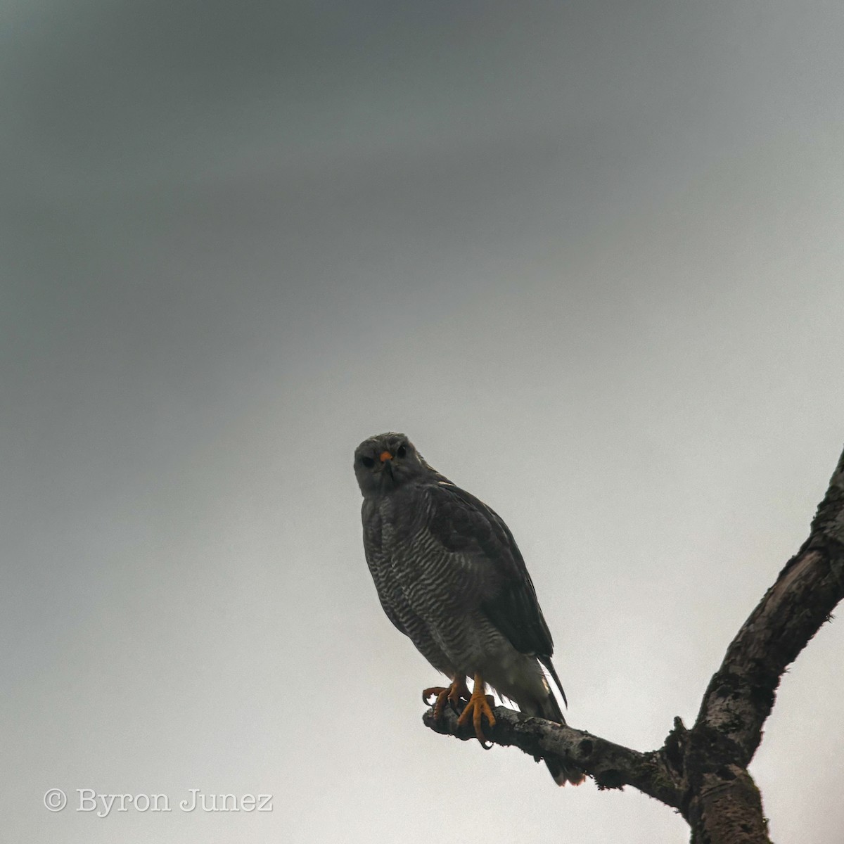 Gray Hawk - ML646723646