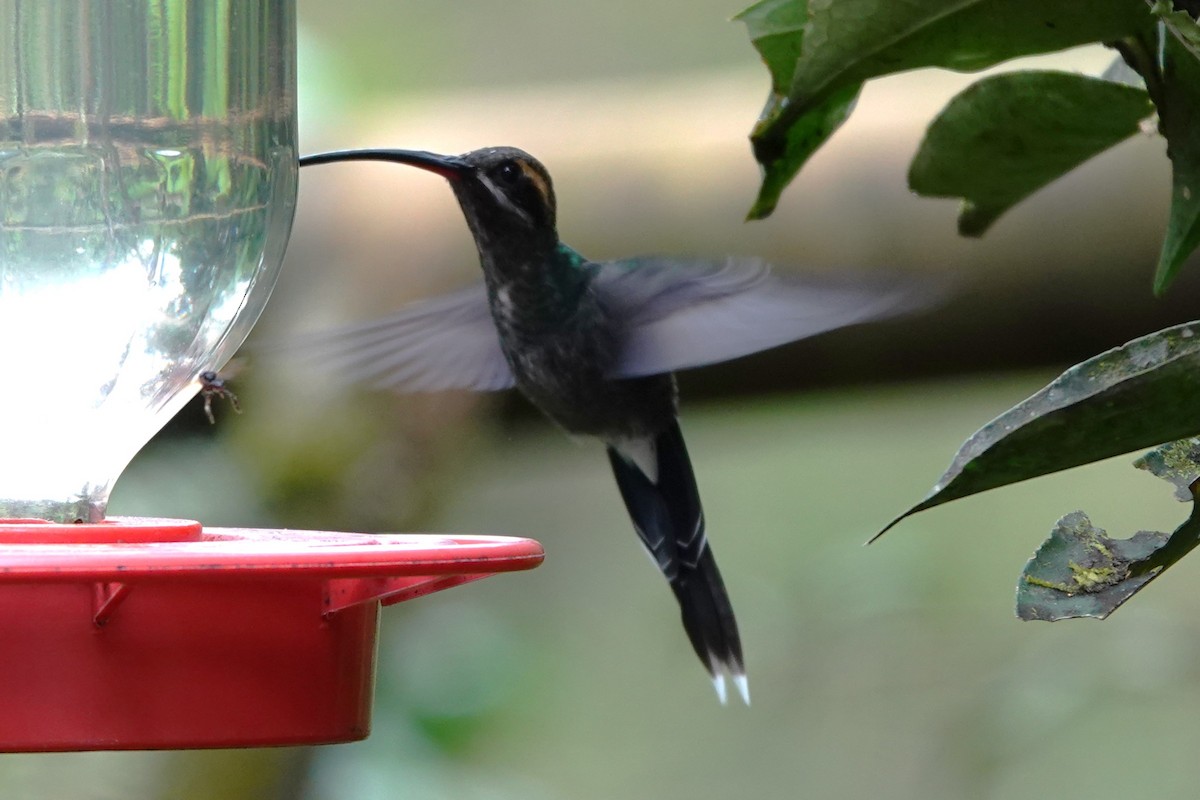 White-whiskered Hermit - ML646723647