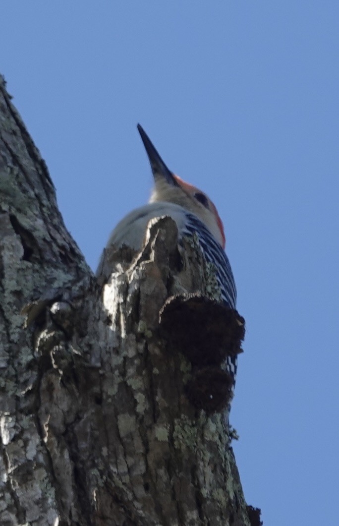 Carpintero de Carolina - ML646723649