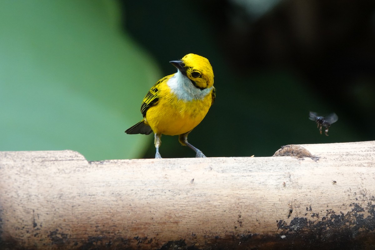 Silver-throated Tanager - ML646723651
