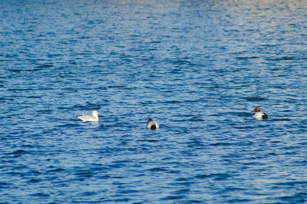 Canvasback - ML646723652