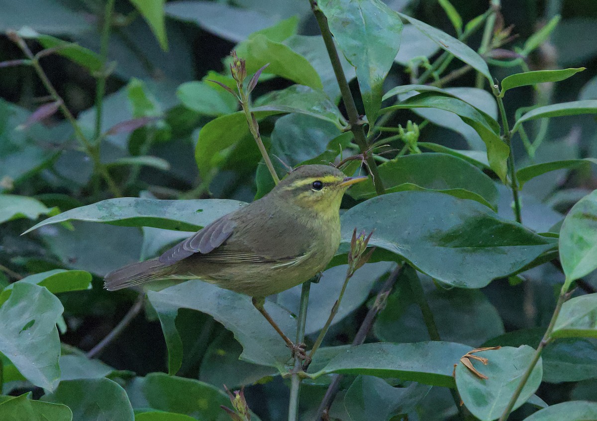 Tickell's Leaf Warbler - ML646723653