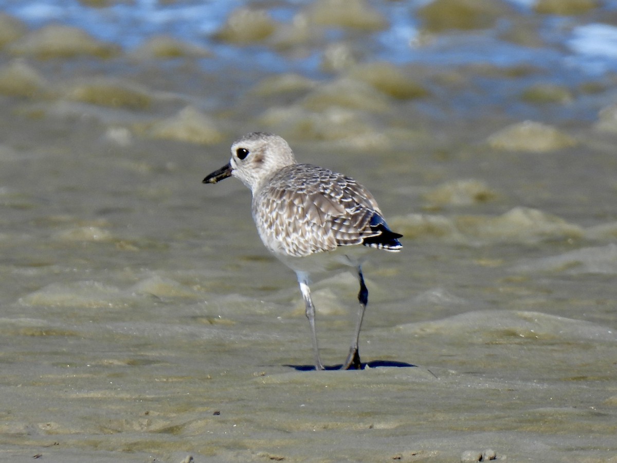 Pivieressa - ML646723655