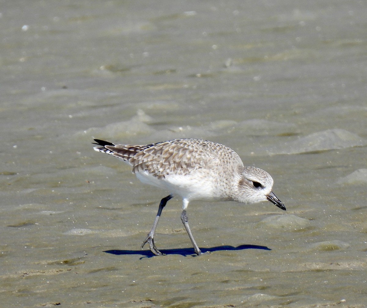 Pivieressa - ML646723656