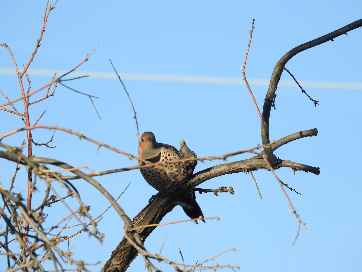 Шилоклювый дятел [группа cafer] - ML646723658