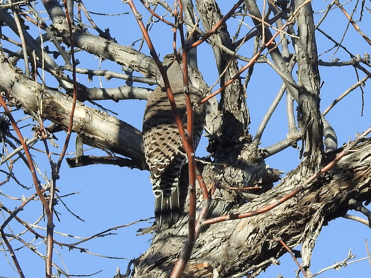 Шилоклювый дятел [группа cafer] - ML646723659