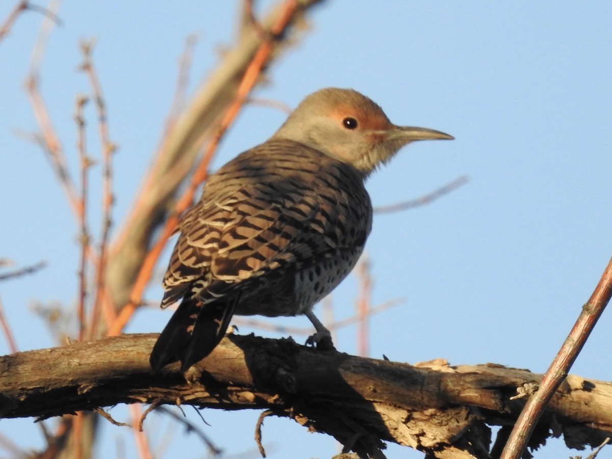 Шилоклювый дятел [группа cafer] - ML646723660