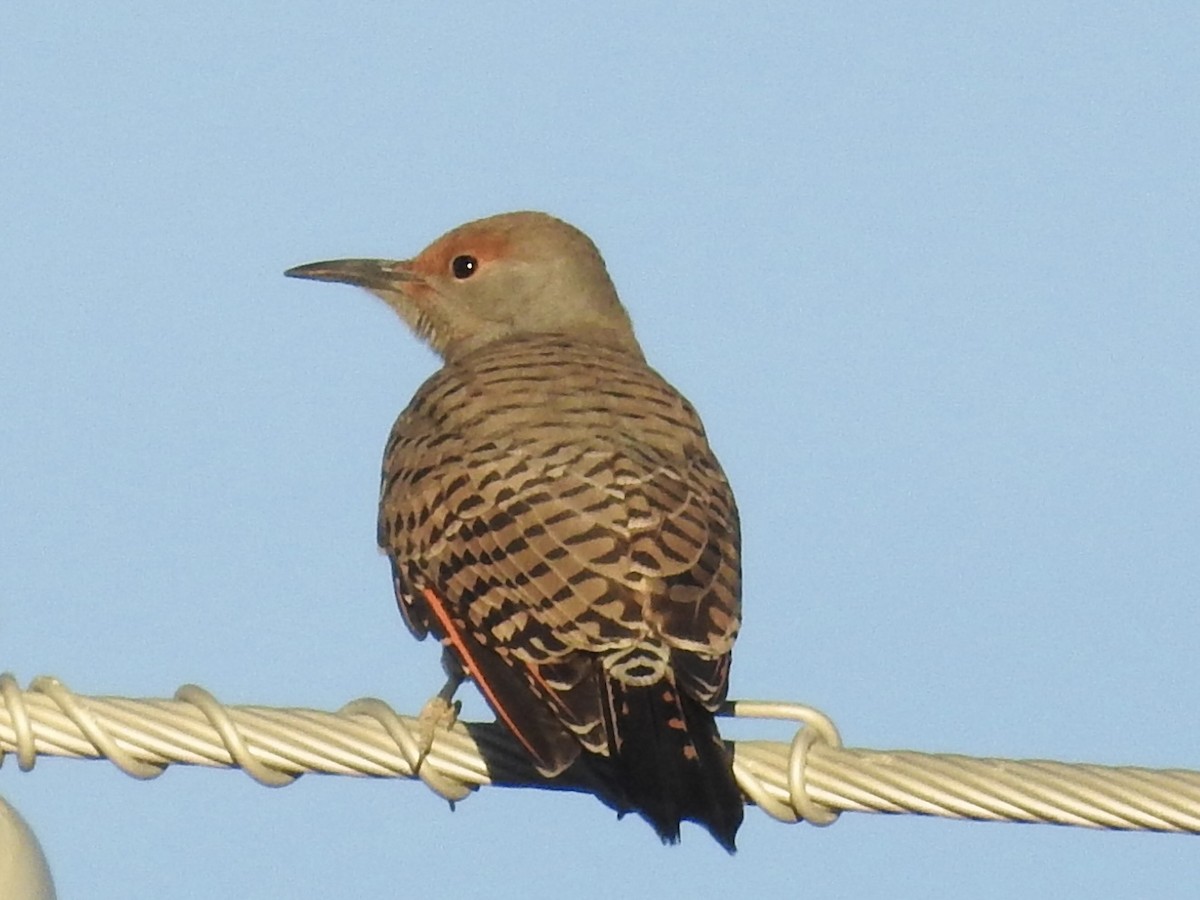 Шилоклювый дятел [группа cafer] - ML646723661