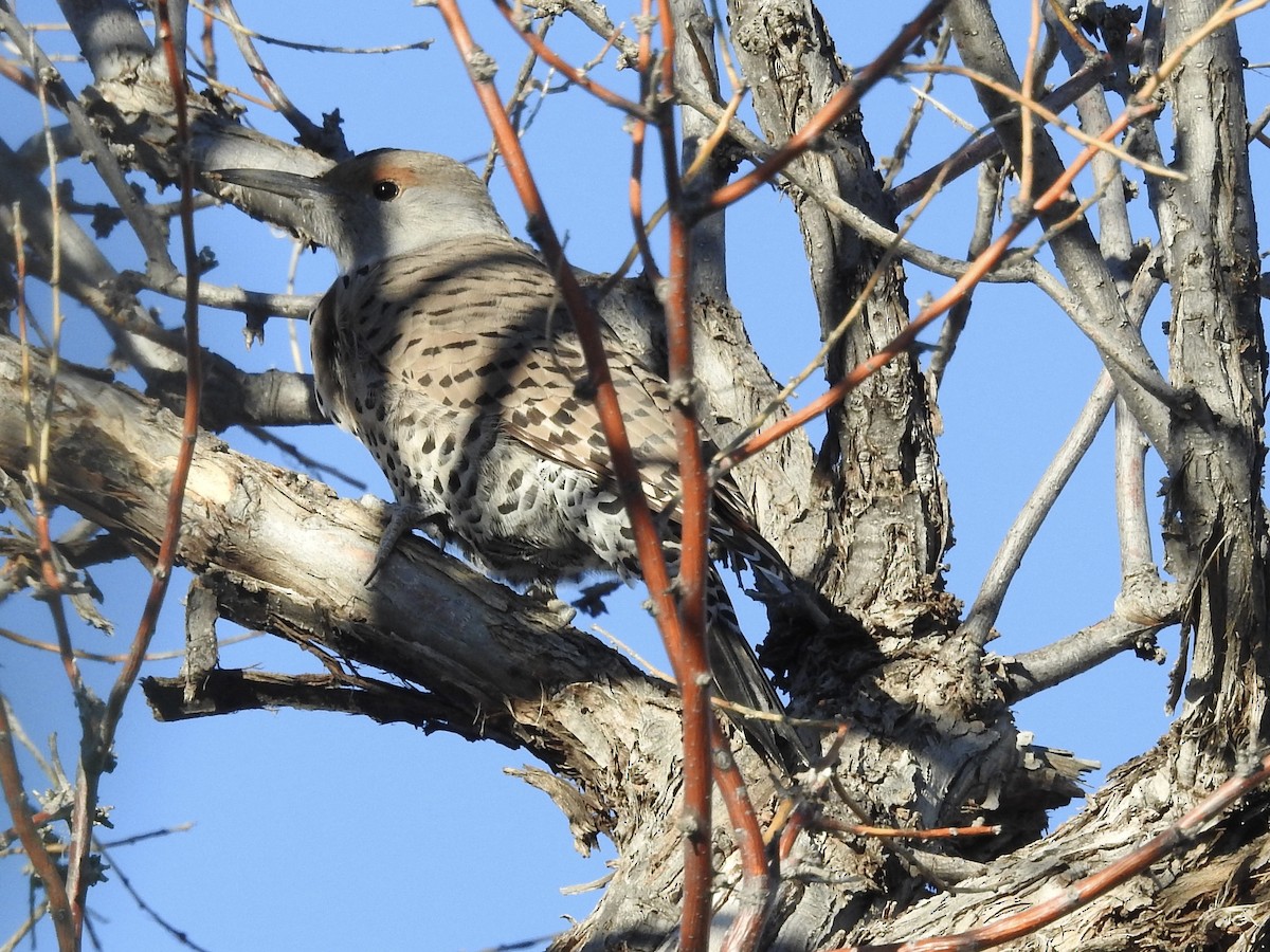 Шилоклювый дятел [группа cafer] - ML646723662