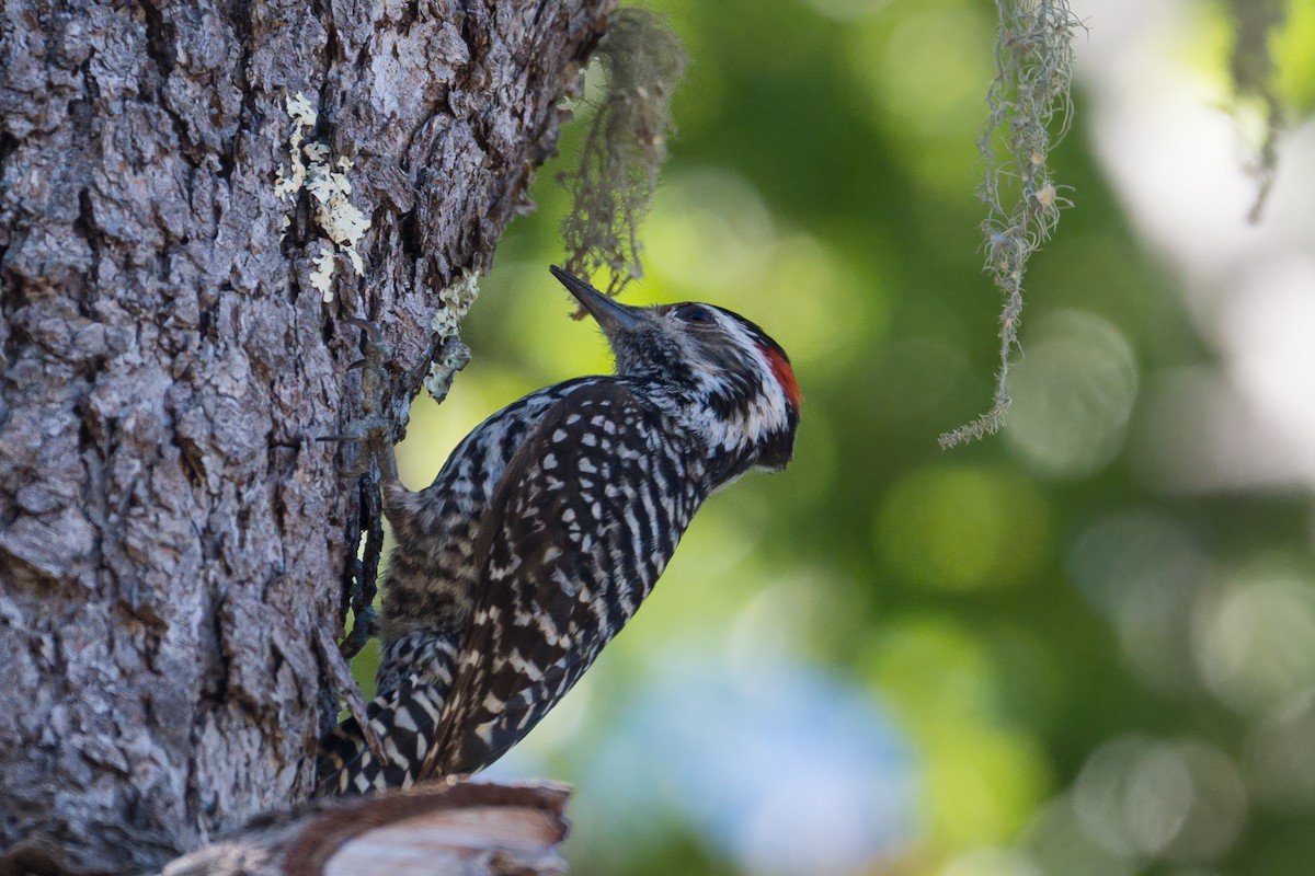 Damalı Büyük Ağaçkakan - ML646723663