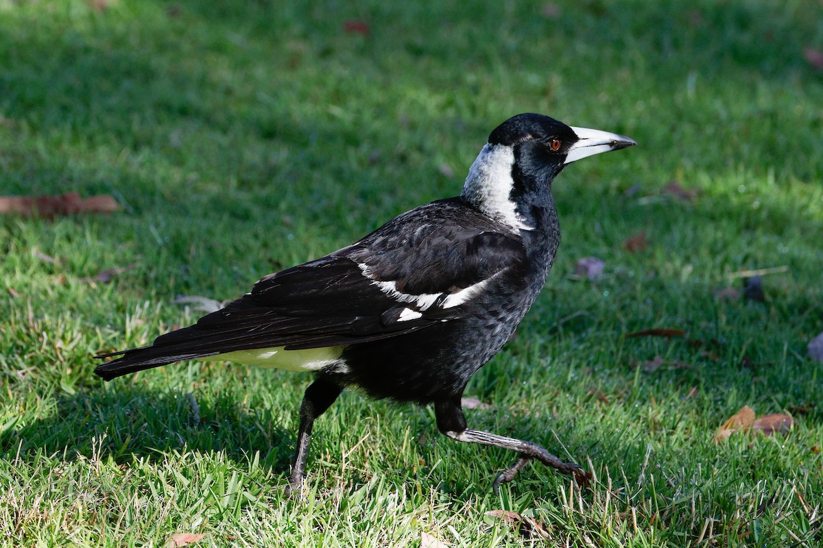 Australian Magpie (Western) - ML646723664