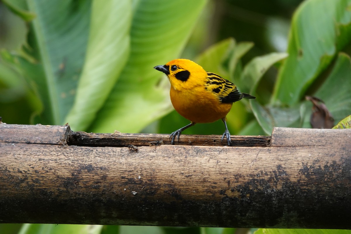 Golden Tanager - ML646723665