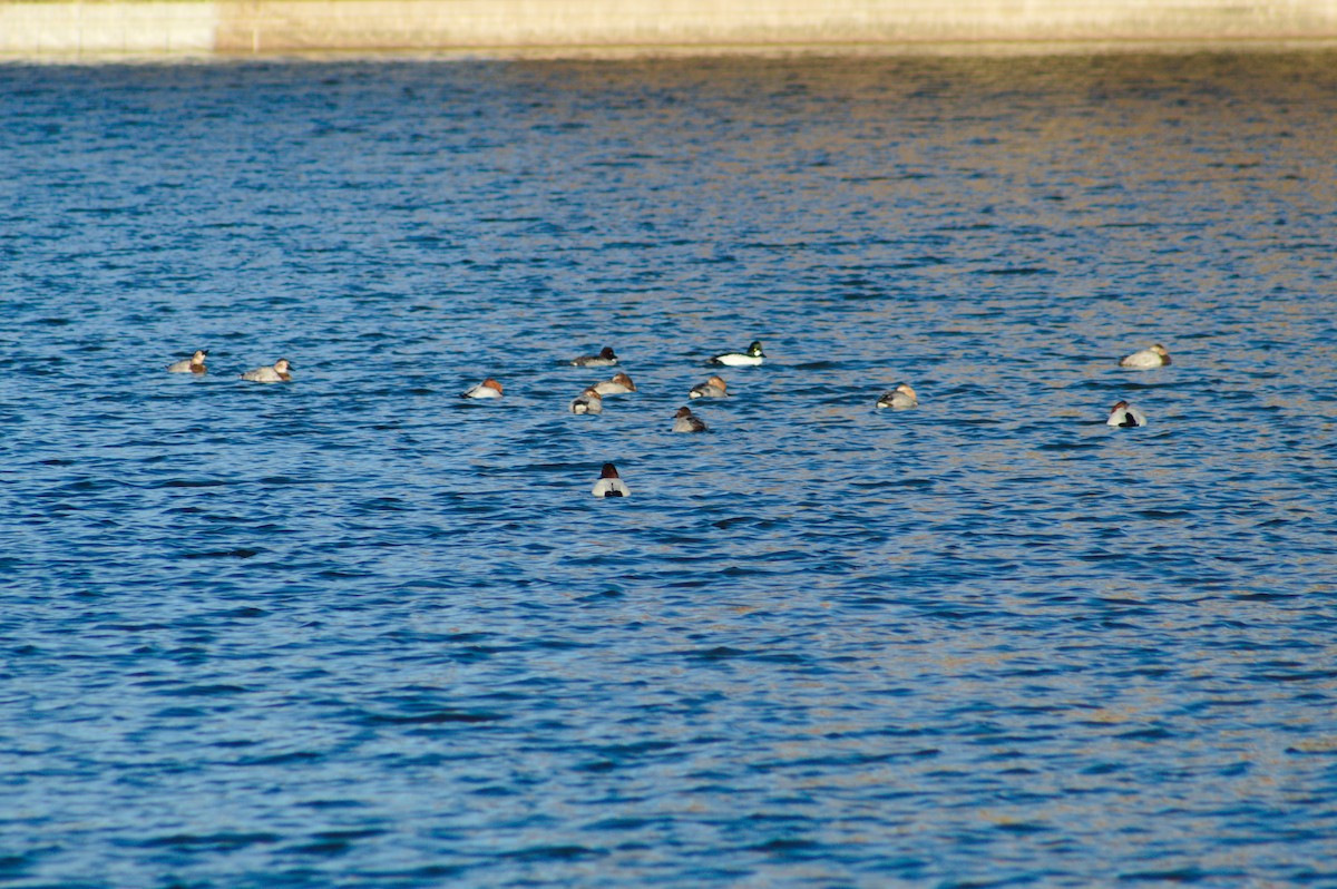 Common Goldeneye - ML646723666