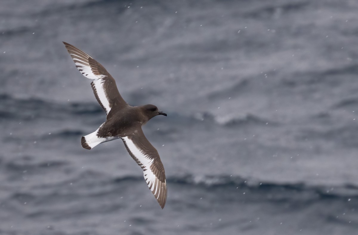 Antarctic Petrel - ML646723668