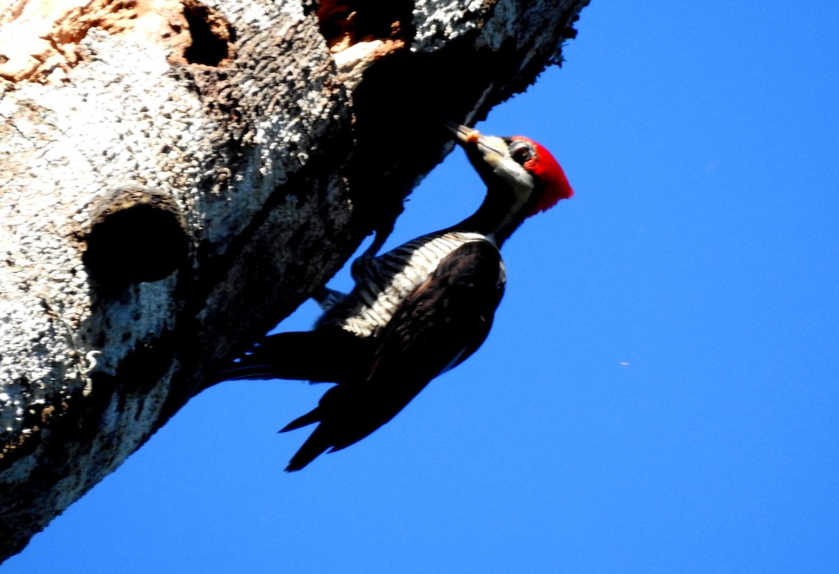 Pic de Malherbe - ML646723676