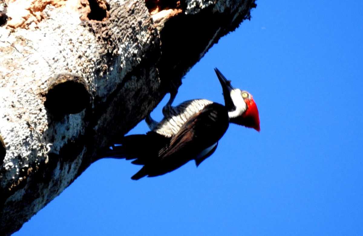 Pic de Malherbe - ML646723678