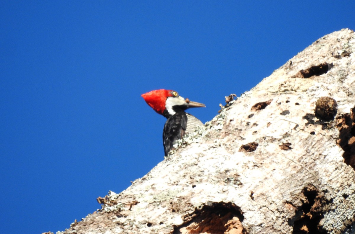 Pic de Malherbe - ML646723679