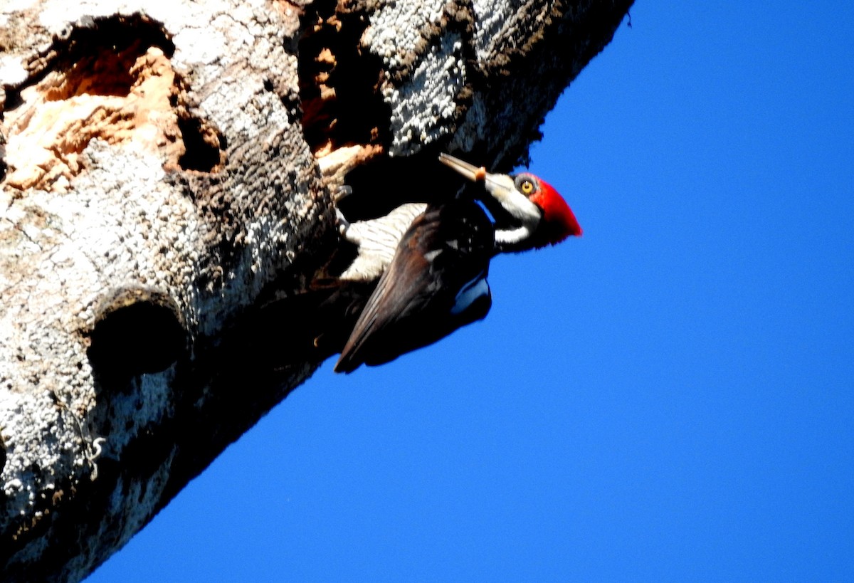 Pic de Malherbe - ML646723680