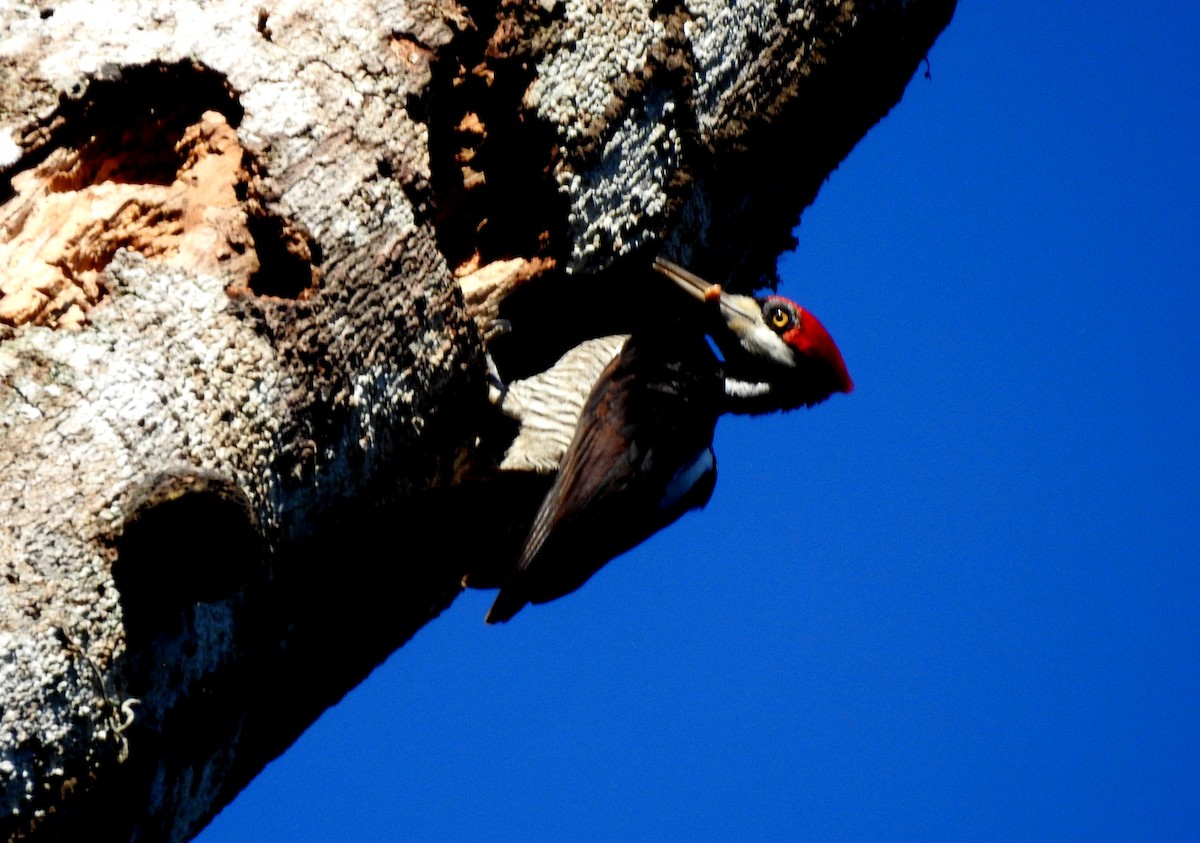 Pic de Malherbe - ML646723681