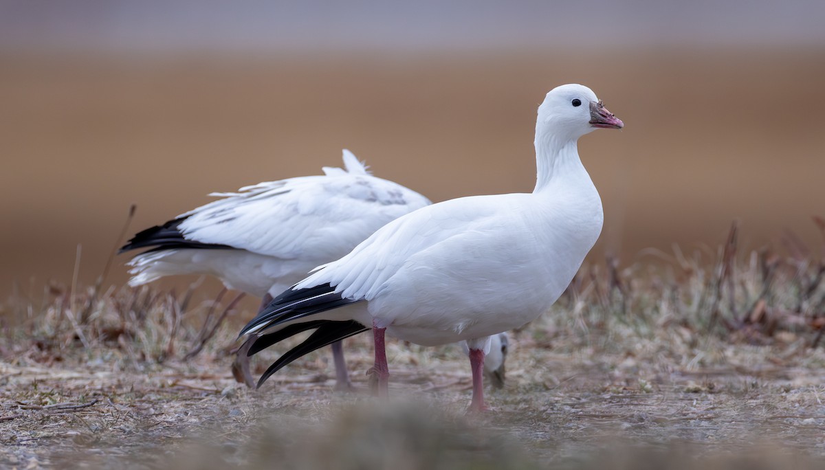 Ross's Goose - ML646723682