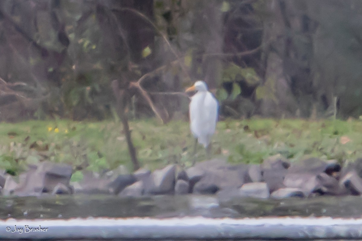 Grande Aigrette - ML646723683