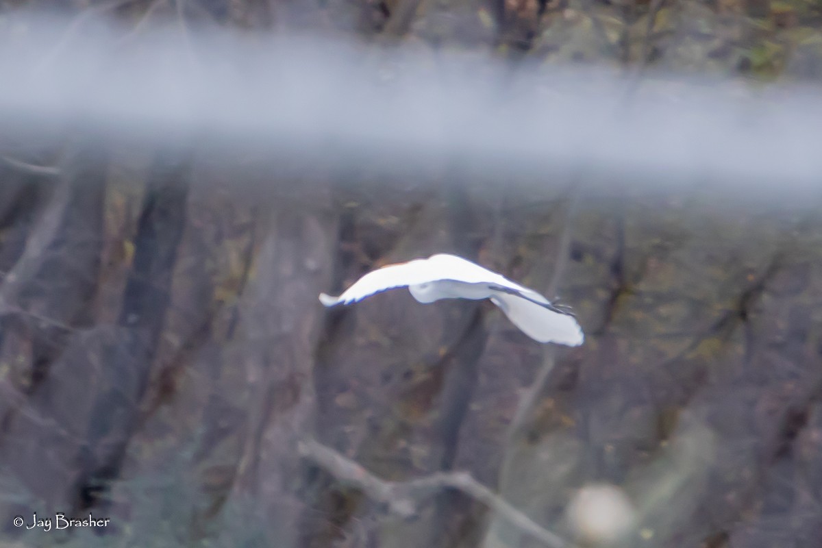 Grande Aigrette - ML646723684