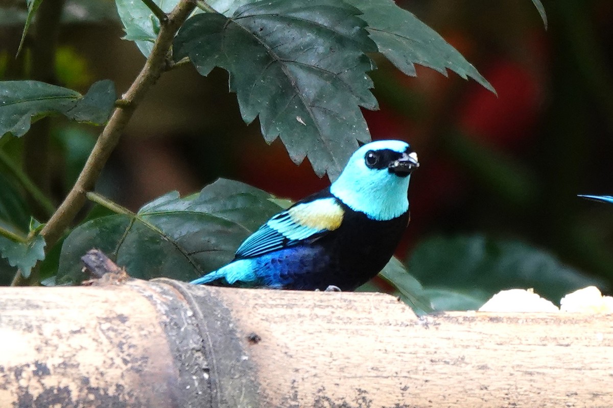 Blue-necked Tanager - ML646723685