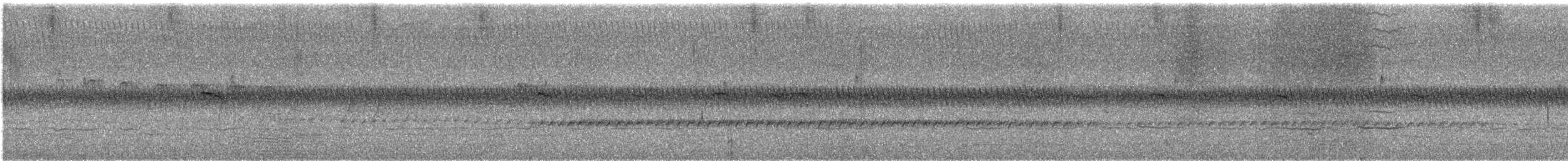 White-winged Triller - ML646723686