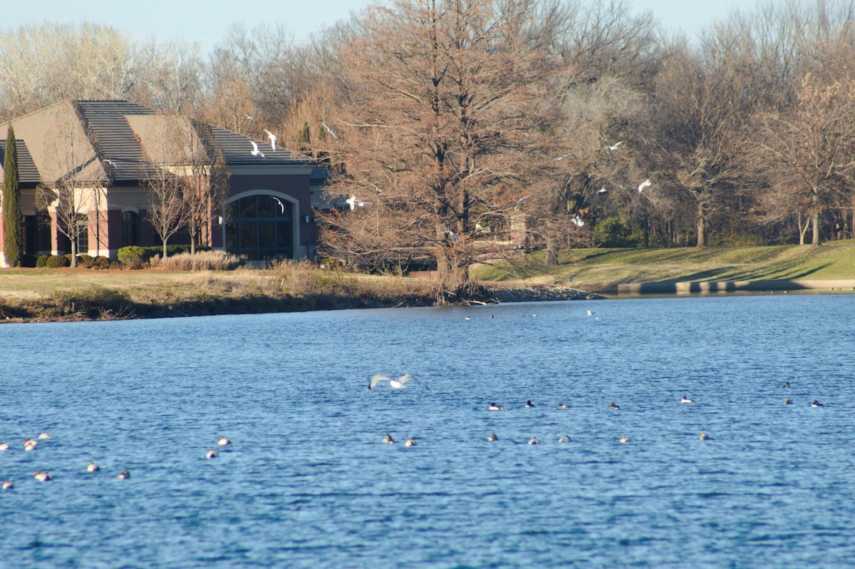 Ring-billed Gull - ML646723689