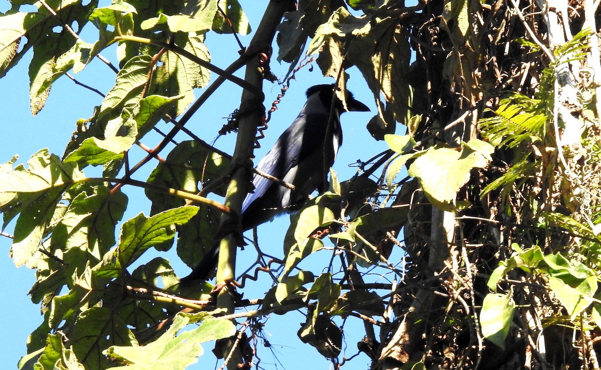 Geai violacé - ML646723691