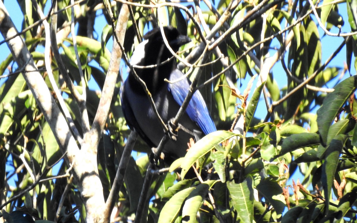 Geai violacé - ML646723692