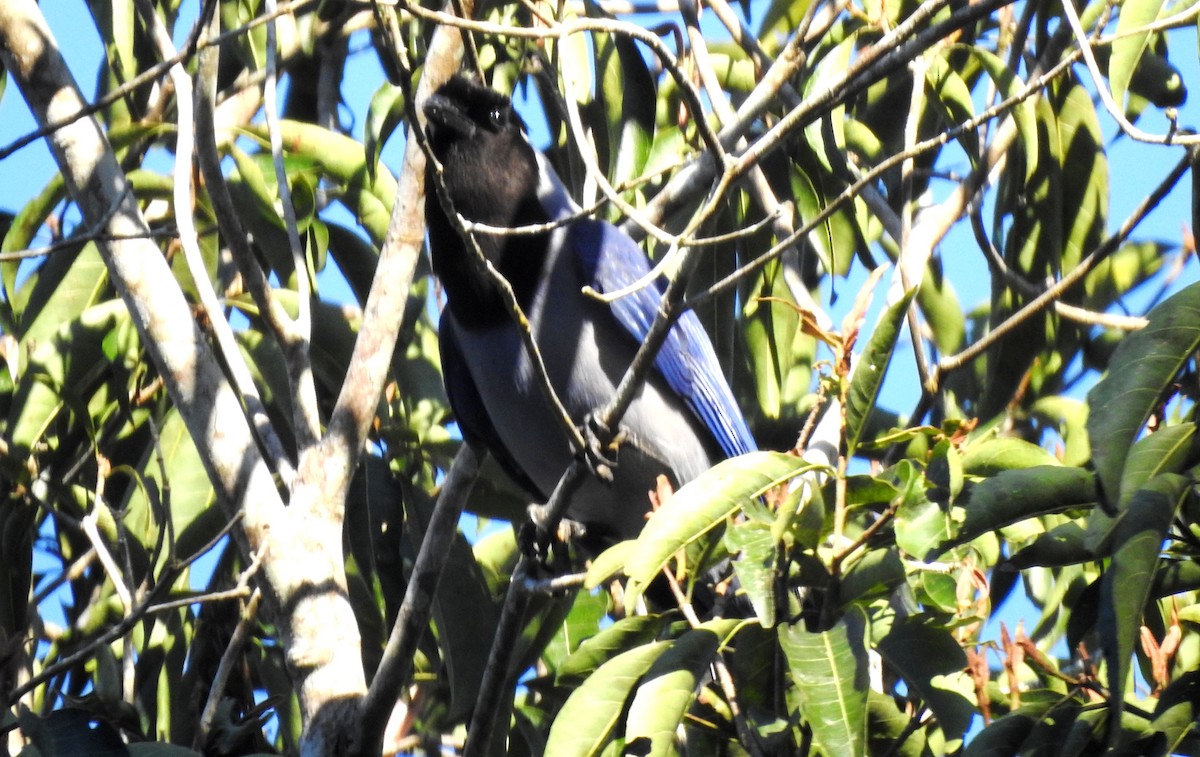 Geai violacé - ML646723693