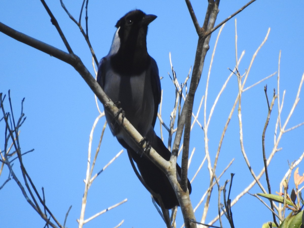 Geai violacé - ML646723694