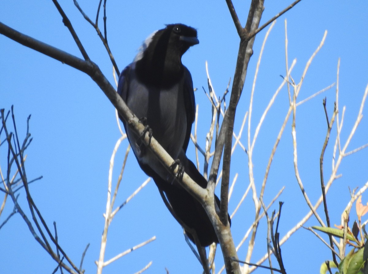 Geai violacé - ML646723695