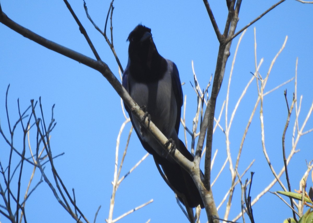 Geai violacé - ML646723696