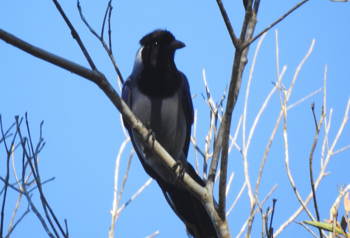 Geai violacé - ML646723697