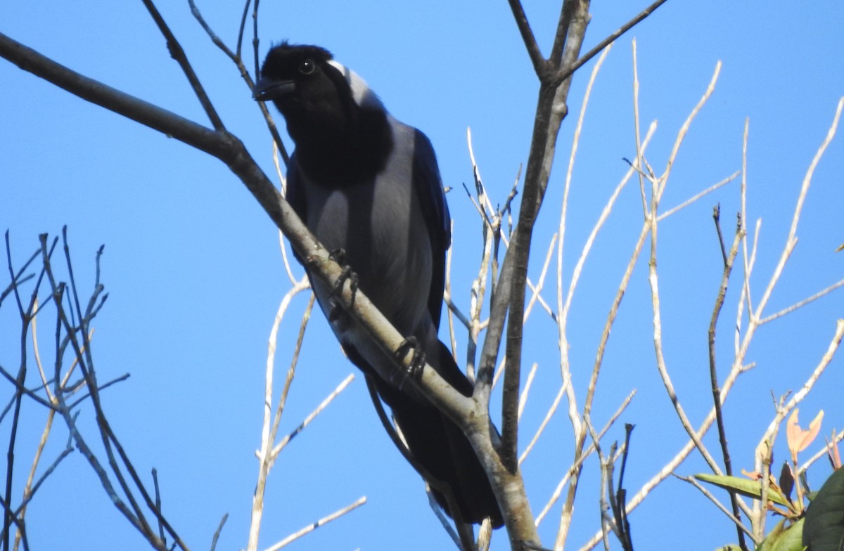 Geai violacé - ML646723698