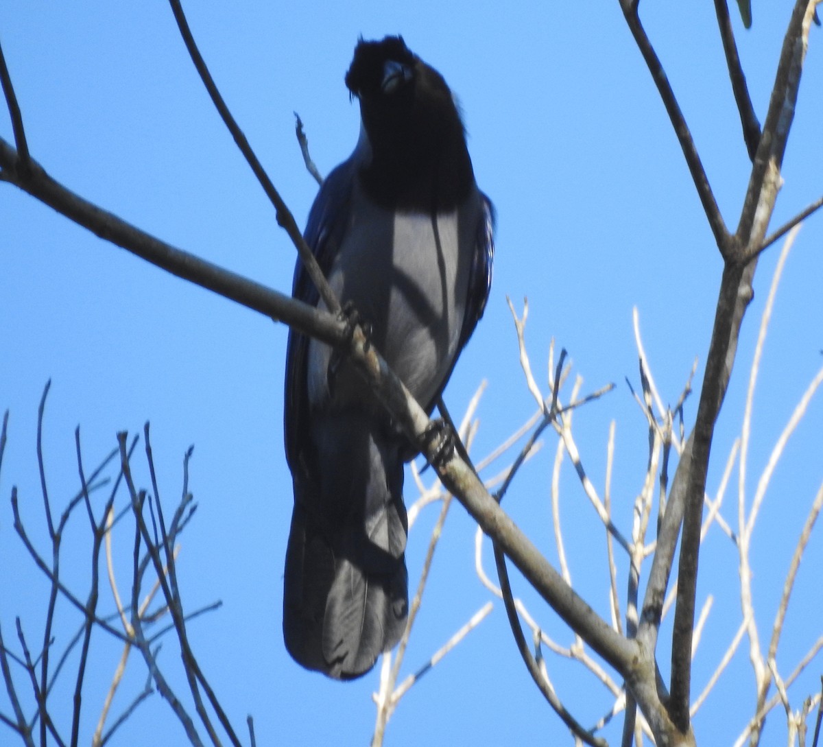 Geai violacé - ML646723699