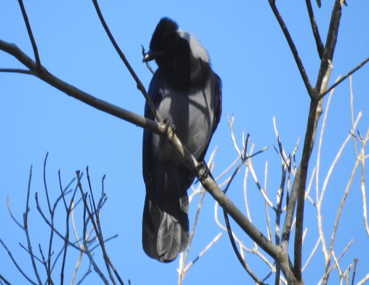 Geai violacé - ML646723700