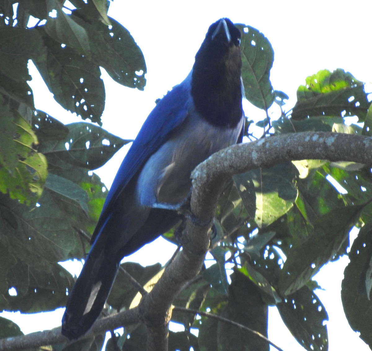 Geai violacé - ML646723701