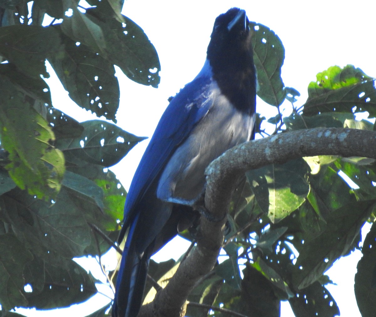 Geai violacé - ML646723702