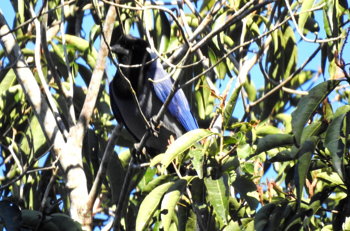 Geai violacé - ML646723703