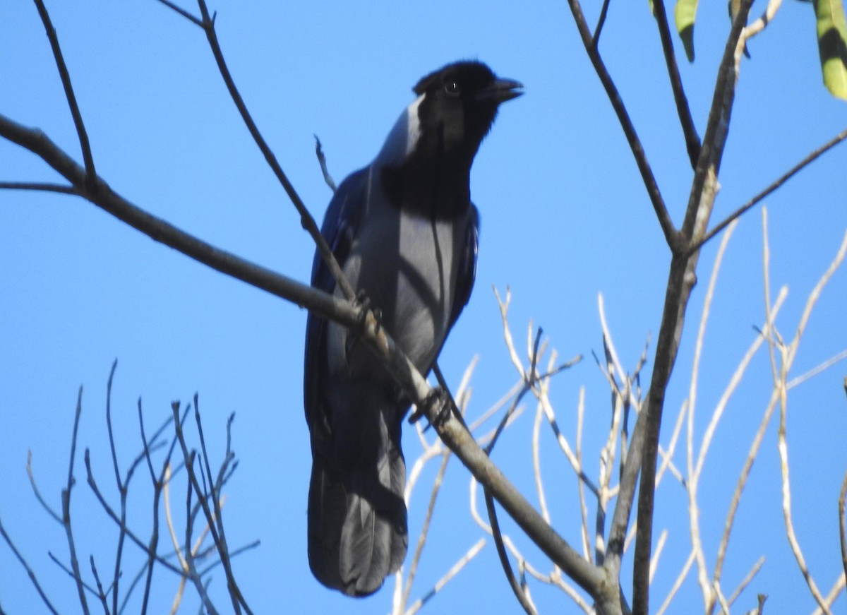 Geai violacé - ML646723704