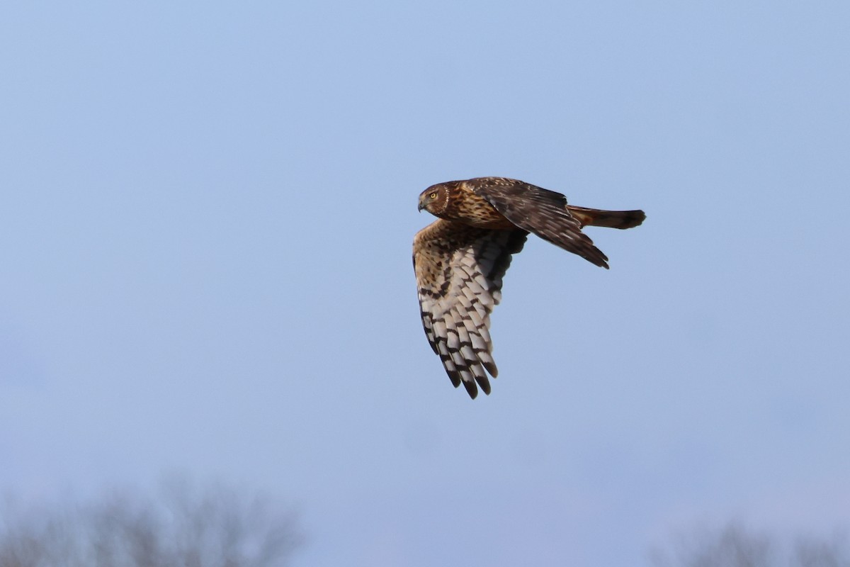 Busard des marais - ML646723705